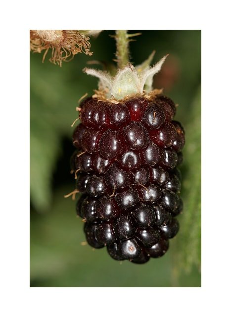 Boysenberry