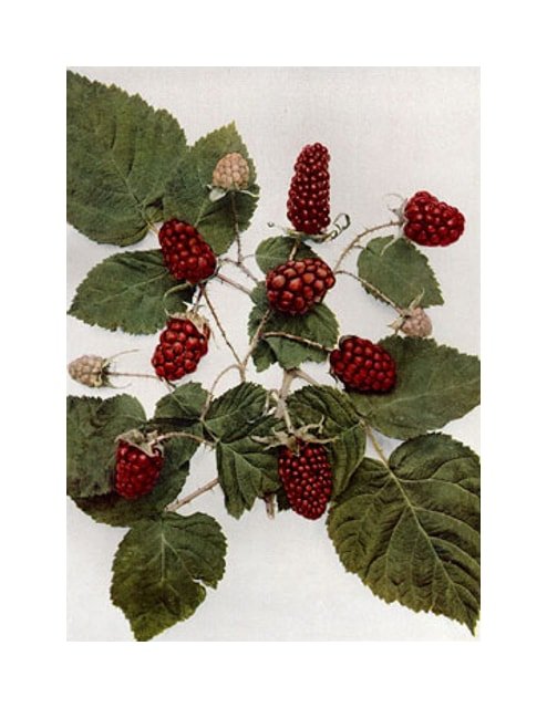 Loganberry
