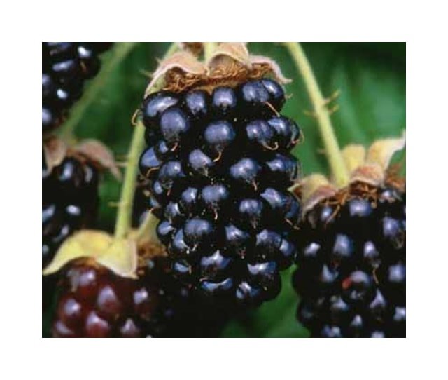 Marionberry