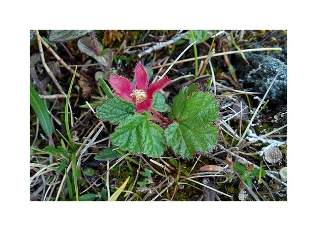 Cloudberry