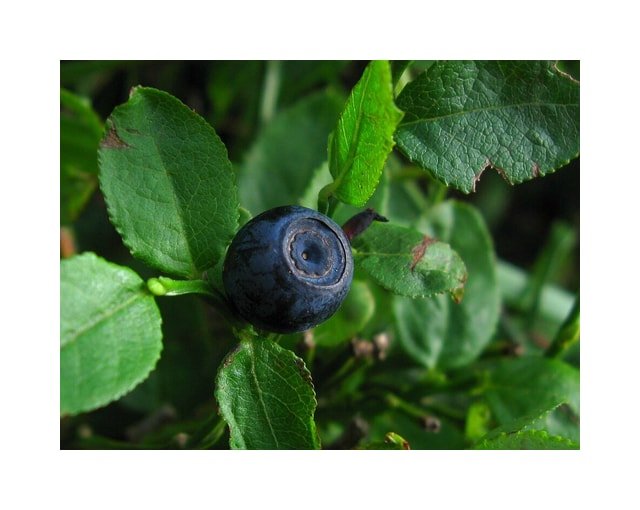 Bilberry