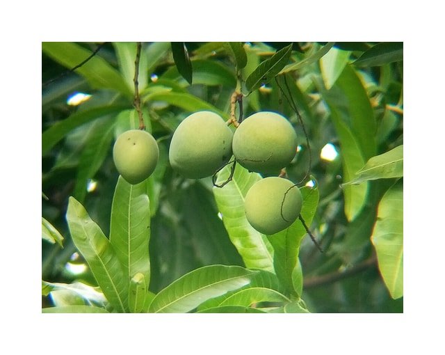 Tommy Atkins Mango