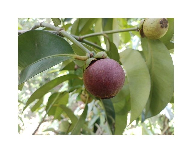Mangosteen