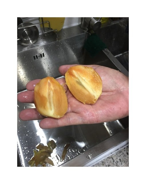 Sapodilla