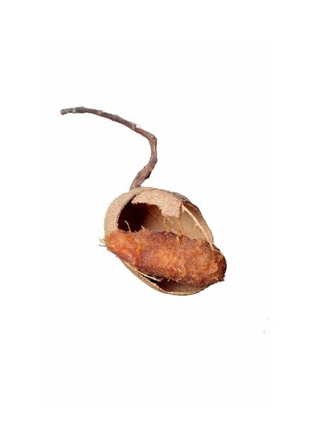 Tamarind Pod
