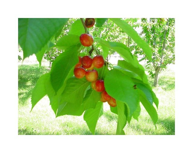 Rainier Cherry