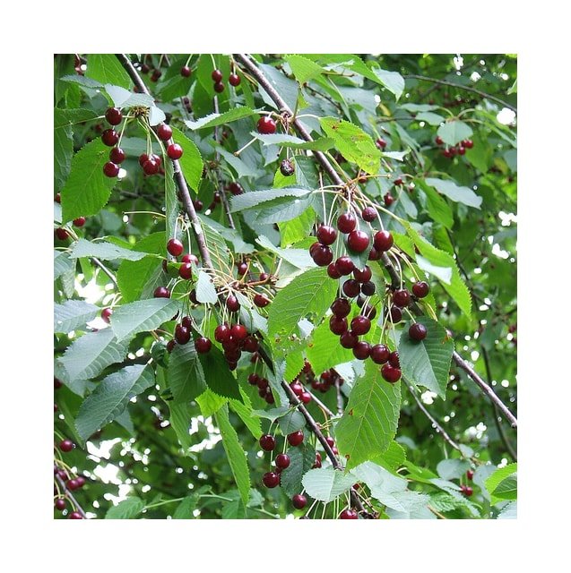 Bing Cherry