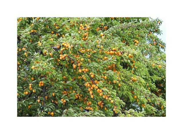 Mirabelle Plum