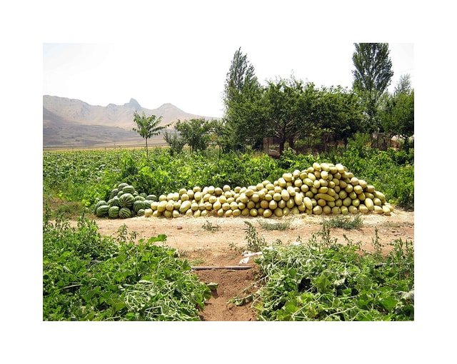 Sharlyn Melon