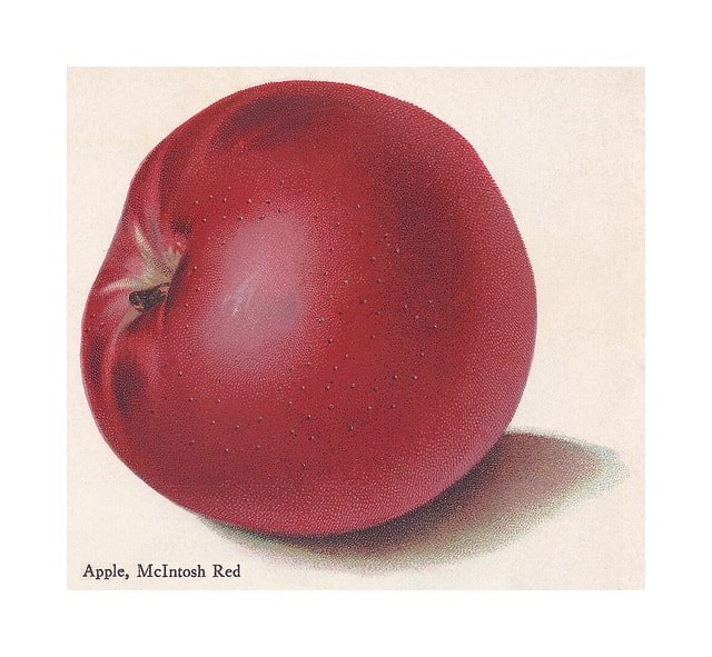McIntosh Apple