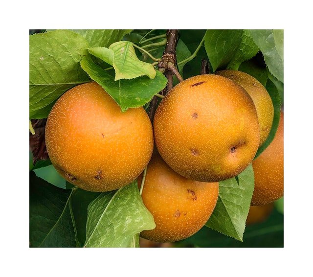 Shinseiki Pear