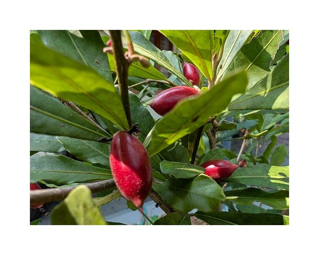 Miracle Berry