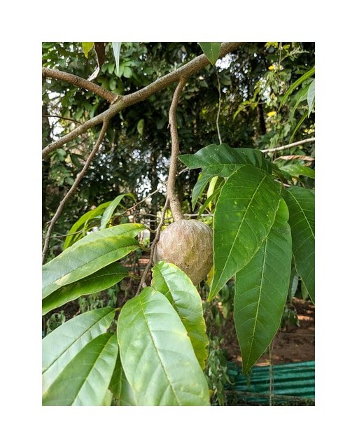 Custard Apple